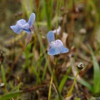 Utricularia graminifolia Vahl